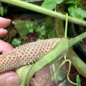 pollinated spadix will have fruit soon