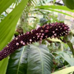 Location: My greenhouse, Florida
Date: 2022-08-06
Lovely pointy berries, harvesting the seeds from these fruits now