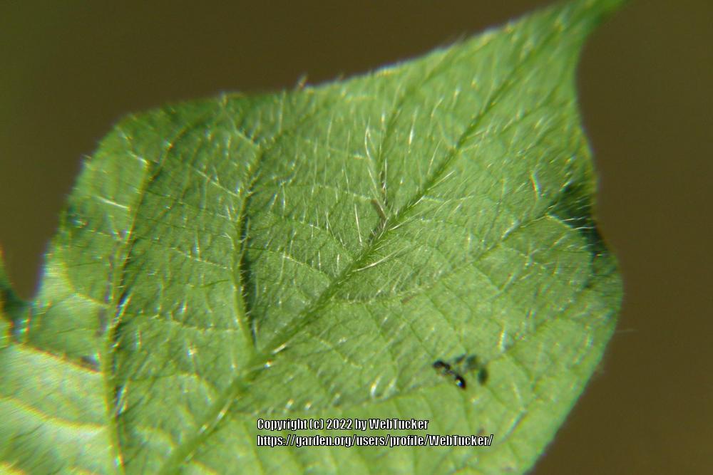 Photo of Common Morning Glory (Ipomoea purpurea) uploaded by WebTucker
