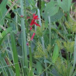 Location: Aberdeen, NC Pages Lake park
Date: August 9, 2022
Cardinal flower #298; RAB 1005, 178-6-1; AG page 305, 56-1-1; LHB