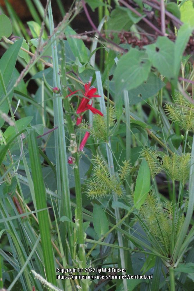 Photo of Cardinal Flower (Lobelia cardinalis) uploaded by WebTucker