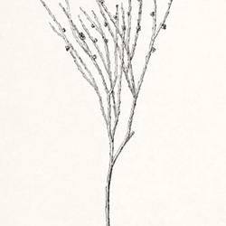 
Date: 1905
illustration [as P. triquetrum] by Ida Martin Clute from 'The fer
