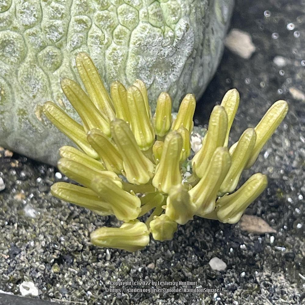 Photo of Ceropegia cubiformis uploaded by HamiltonSquare