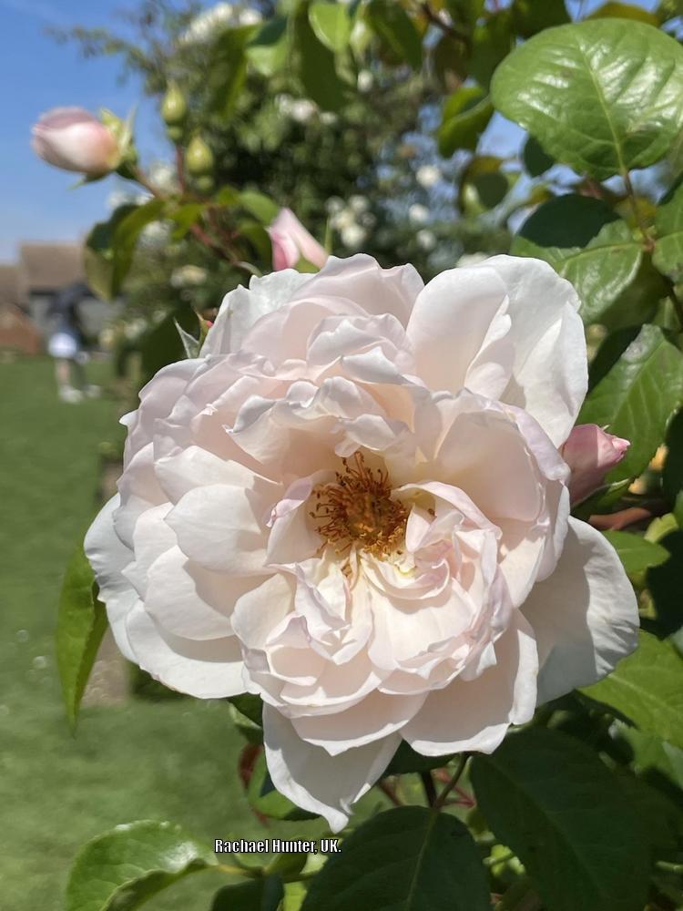 Photo of Rose (Rosa 'The Generous Gardener') uploaded by RachaelHunter