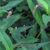 Pennsylvania Smartweed #299 (now Persicaria pensylvanica);  RAB p