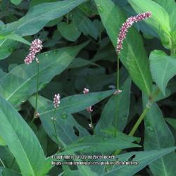 Location: Aberdeen, NC Pages Lake park
Date: August 9, 2022
Pennsylvania Smartweed #299 (now Persicaria pensylvanica);  RAB p