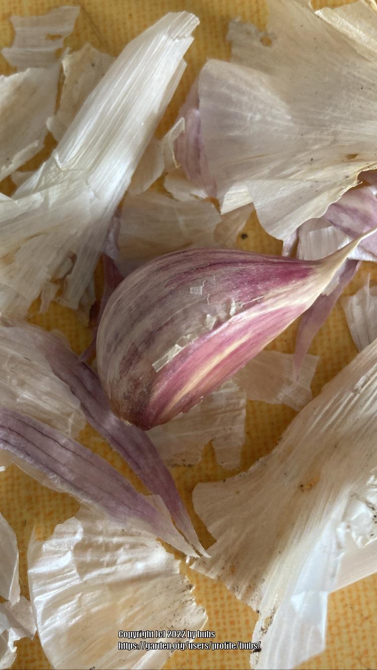 Photo of Garlic (Allium sativum 'Music') uploaded by bubs