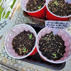 Location: Ann Arbor, Michigan
Date: 2022-06-10
Tiny seedlings in June, germinated in Feb.