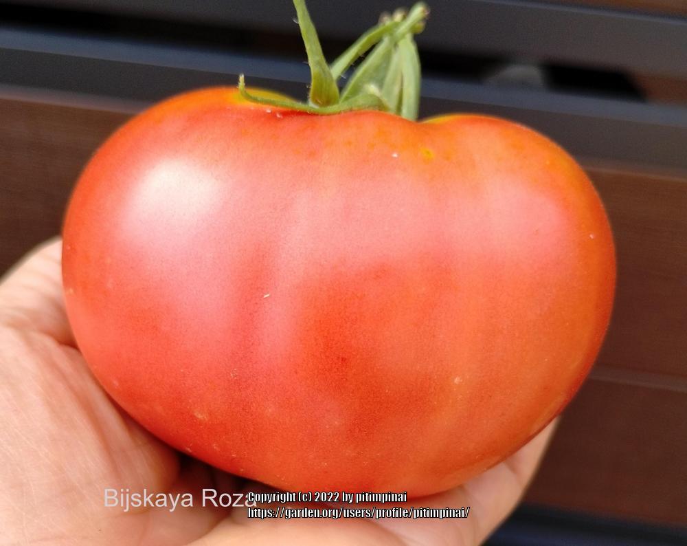 Photo of Tomato (Solanum lycopersicum 'Biyskaya Roza') uploaded by pitimpinai