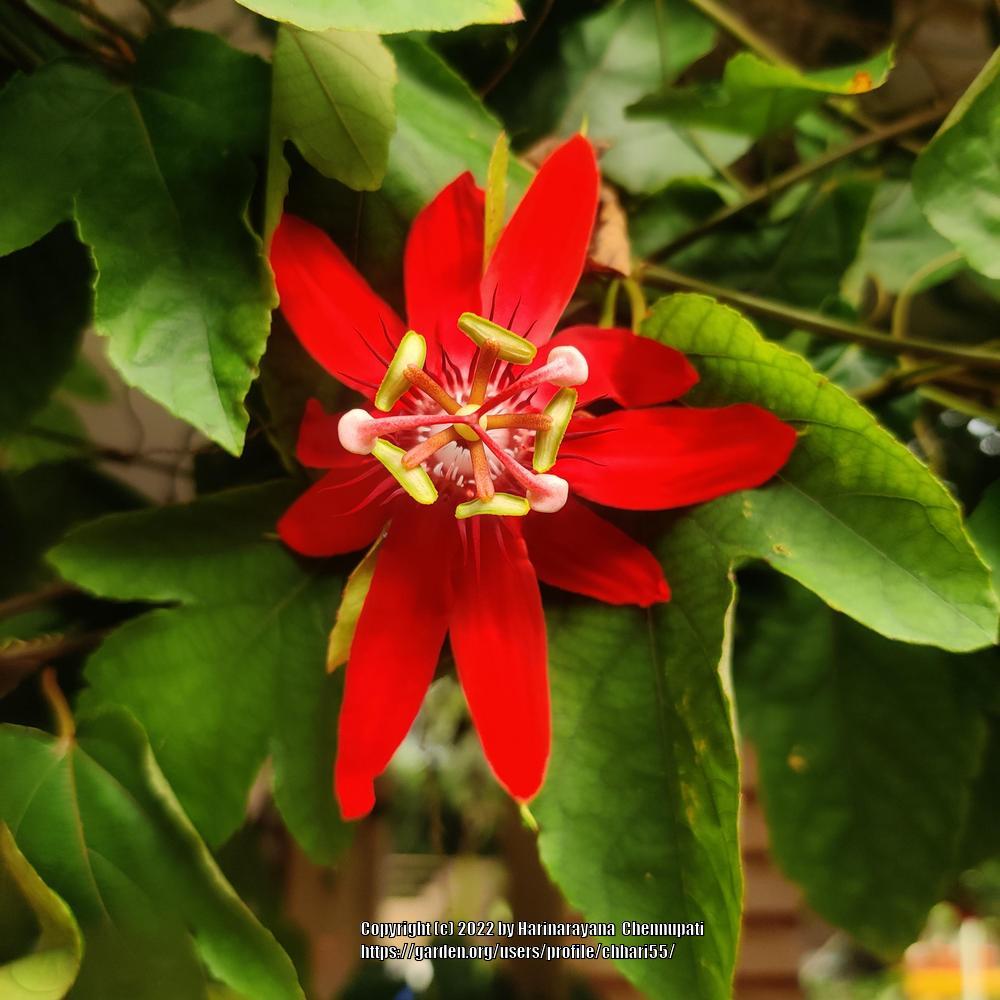 Photo of Red Passion Flower (Passiflora coccinea) uploaded by chhari55