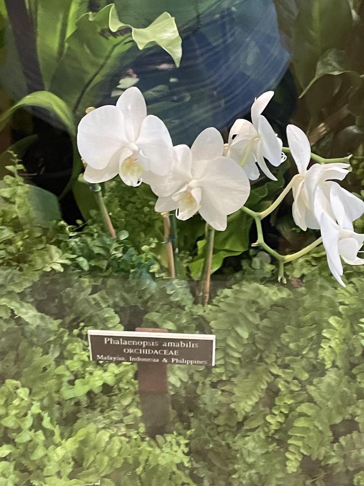 Photo of White Moth Orchid (Phalaenopsis amabilis) uploaded by jooshewa