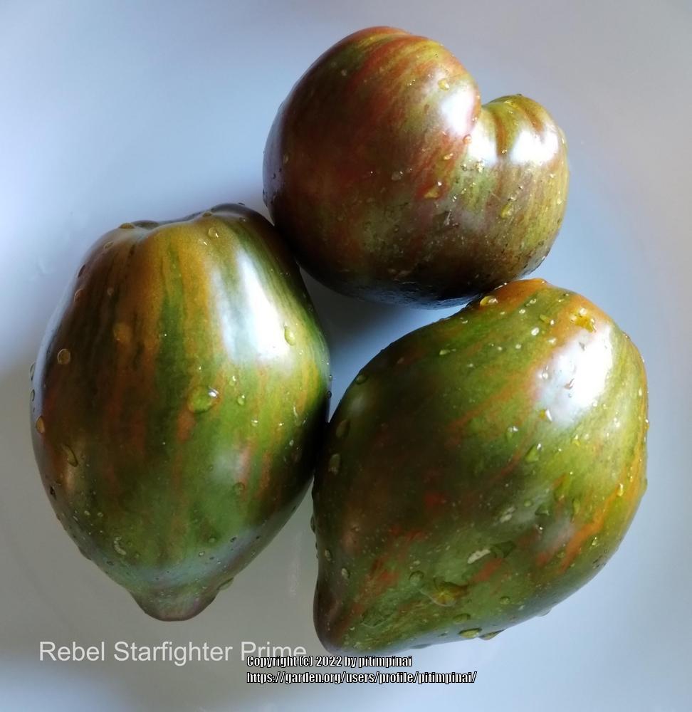 Photo of Tomato (Solanum lycopersicum 'Rebel Starfighter Prime') uploaded by pitimpinai