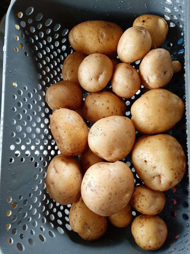 Photo of Potato (Solanum tuberosum 'Kennebec') uploaded by pixie62560