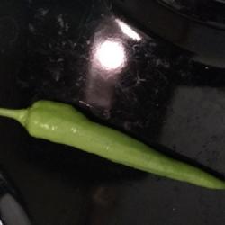 Location: Henderson County, NC
Date: 2022-07-10
green (immature) pepper