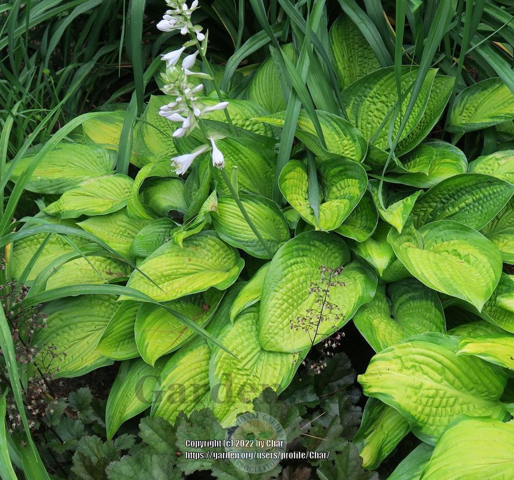 Photo of Hosta 'Brother Stefan' uploaded by Char