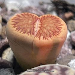 Location: Sacramento CA.
Date: 2022-08-12
Peachy pink variegation. This has some interesting potential for 