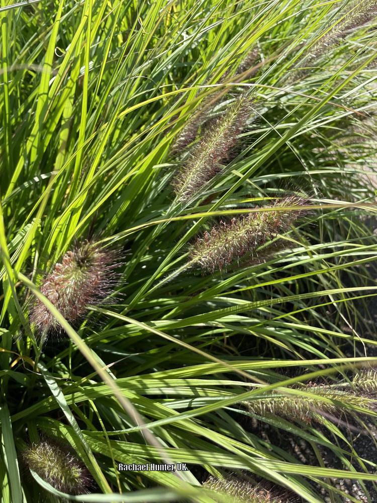 Photo of Fountain Grass (Cenchrus alopecuroides 'Red Head') uploaded by RachaelHunter