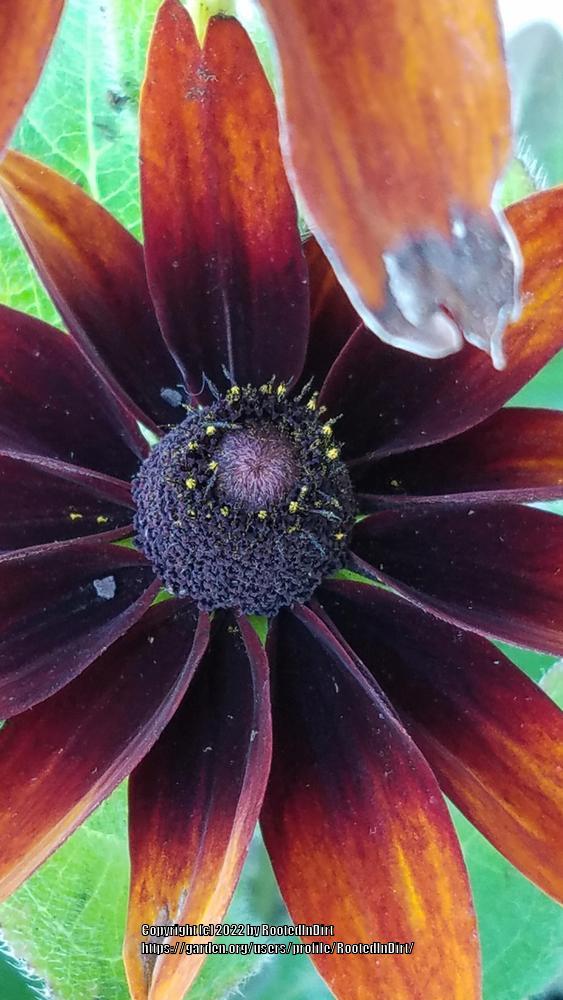Photo of Black-eyed Susan (Rudbeckia hirta 'Cappuccino') uploaded by RootedInDirt