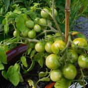 Tomato (Solanum lycopersicum 'Tumbler'), Micro-Dwarf in container