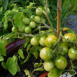 Location: Eagle Bay, New York
Date: 2022-08-10
Tomato (Solanum lycopersicum 'Tumbler'), Micro-Dwarf in container