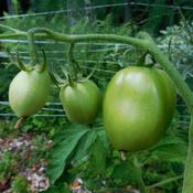 Tomato (Solanum lycopersicum 'Burpee's Gladiator')