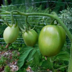 Location: Eagle Bay, New York
Date: 2022-08-10
Tomato (Solanum lycopersicum 'Burpee's Gladiator')