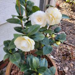 Location: 8a, Alabama
Date: 2022-03-25
Late March blooms, in first year in a terra cotta pot.