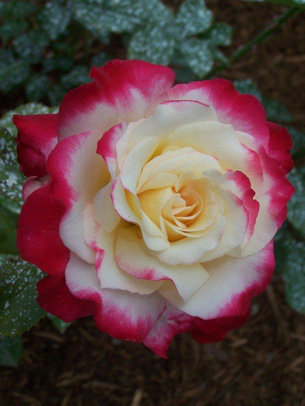 Photo of Hybrid Tea Rose (Rosa 'Double Delight') uploaded by pixie62560