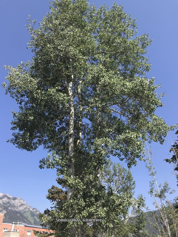Photo of Quaking Aspen (Populus tremuloides) uploaded by sedumzz