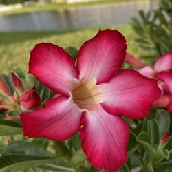 Location: My garden in Tampa, Florida
Date: 2022-08-11
My desert rose bloom!