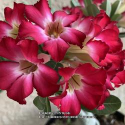 Location: My garden in Tampa, Florida
Date: 2022-08-11
My desert rose blooms.