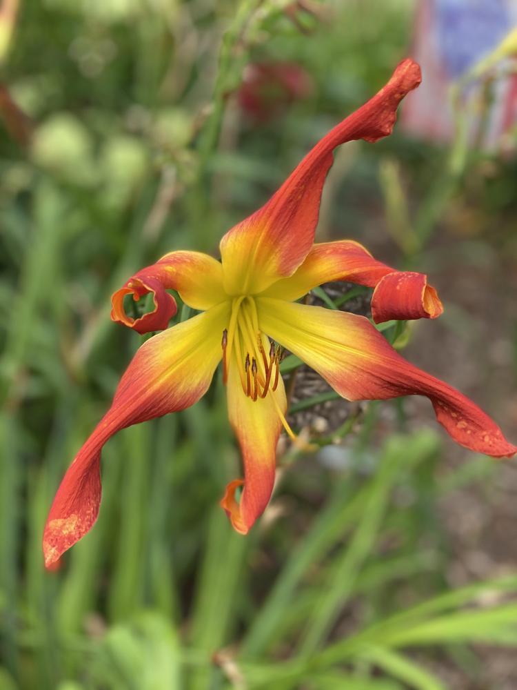 Photo of Daylily (Hemerocallis 'Hotter than the Fourth of July') uploaded by Legalily