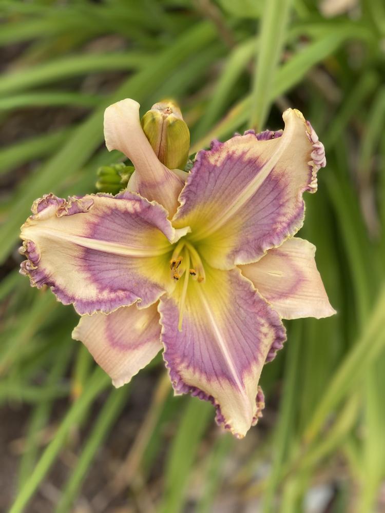 Photo of Daylily (Hemerocallis 'Master of Disguise') uploaded by Legalily
