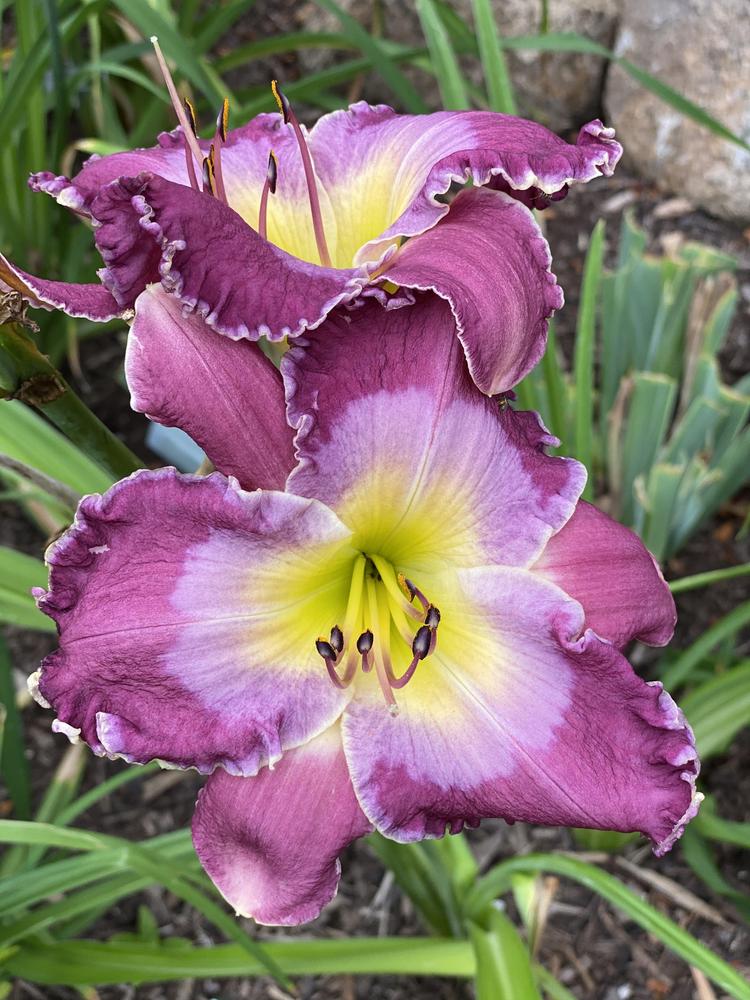 Photo of Daylily (Hemerocallis 'Land of Our Fathers') uploaded by Legalily