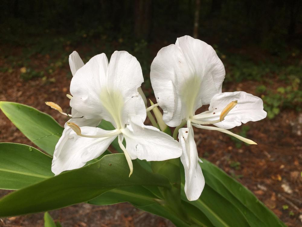 Photo of Ginger Lilies (Hedychium) uploaded by Sheridragonfly