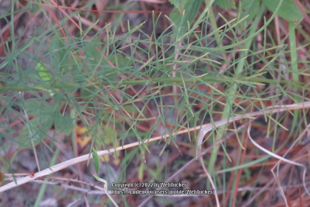 Photo of Threadleaf Coreopsis (Coreopsis verticillata) uploaded by WebTucker