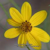 Threadleaf coreopsis #301; RAB page 1124, 179-69-10. AG page 281,