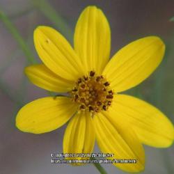 Location: MacArthur Lake-Fort Bragg reservation, North Carolina
Date: August 10, 2022
Threadleaf coreopsis #301; RAB page 1124, 179-69-10. AG page 281,