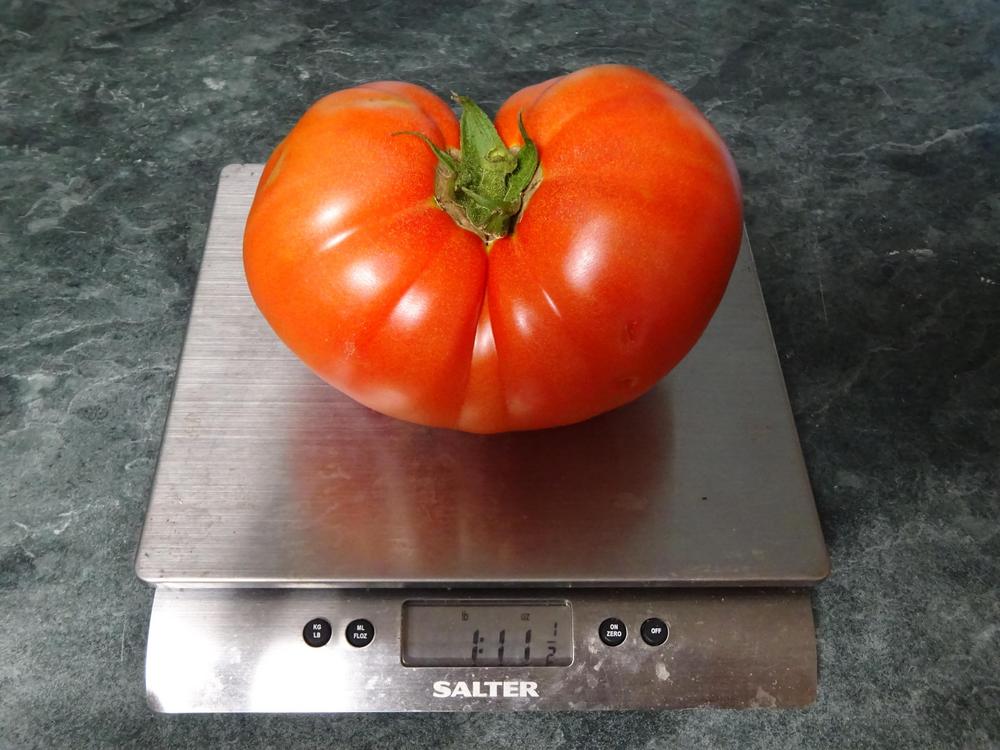 Photo of Tomato (Solanum lycopersicum 'Big Yummy') uploaded by Weedwhacker