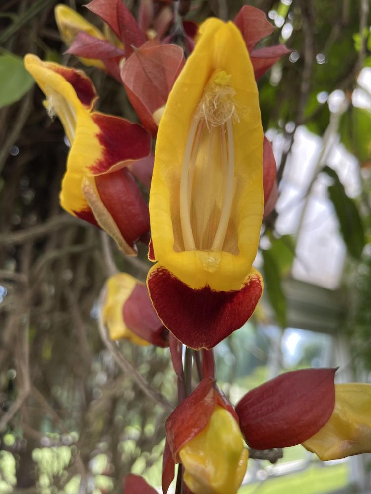 Photo of Mysore Trumpet Vine (Thunbergia mysorensis) uploaded by jooshewa