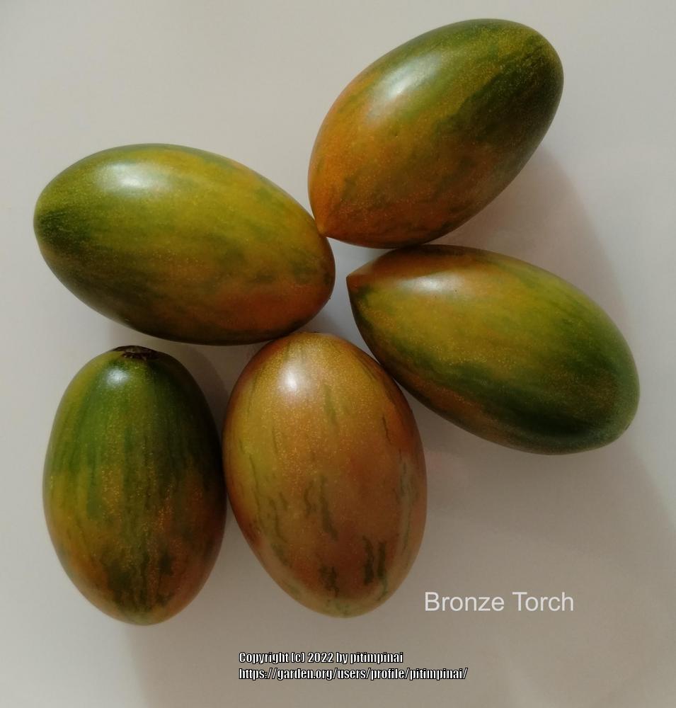 Photo of Tomato (Solanum lycopersicum 'Cream of the Crop Bronze Torch') uploaded by pitimpinai