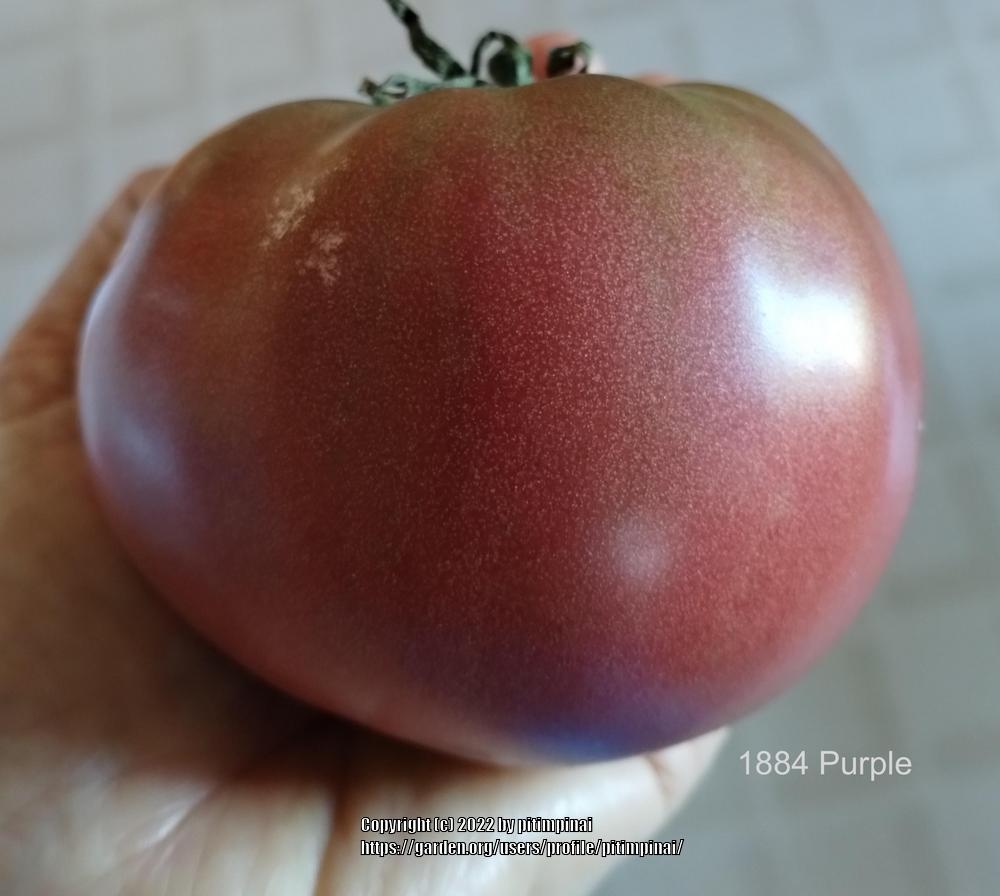 Photo of Tomato (Solanum lycopersicum '1884 Purple') uploaded by pitimpinai