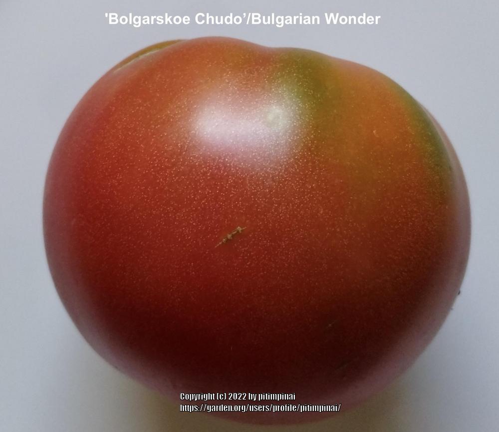 Photo of Tomato (Solanum lycopersicum 'Bolgarskoe Chudo') uploaded by pitimpinai