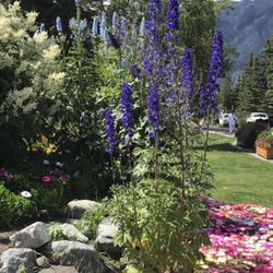 Location: Cascade Time Garden, Banff, Canada | August, 2022
Date: 2022-08-01