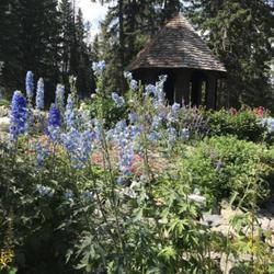 Location: Cascade of Time Garden, Banff, Canada | August, 2022
Date: 2022-08-01