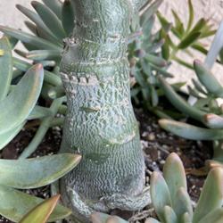 Location: My garden in Tampa, Florida
Date: 2022-08-14
Small caudex, grafted on a young adenium.