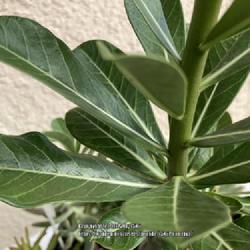 Location: My garden in Tampa, Florida
Date: 2022-08-14
Healthy looking leaves.