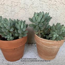 Location: My garden in Tampa, Florida
Date: 2022-08-13
My winter clearance moonstones  succulents. It took 10 months  to
