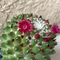 Location: My garden in Tampa, Florida
Date: 2022-08-14
Small but eye catching blooms.