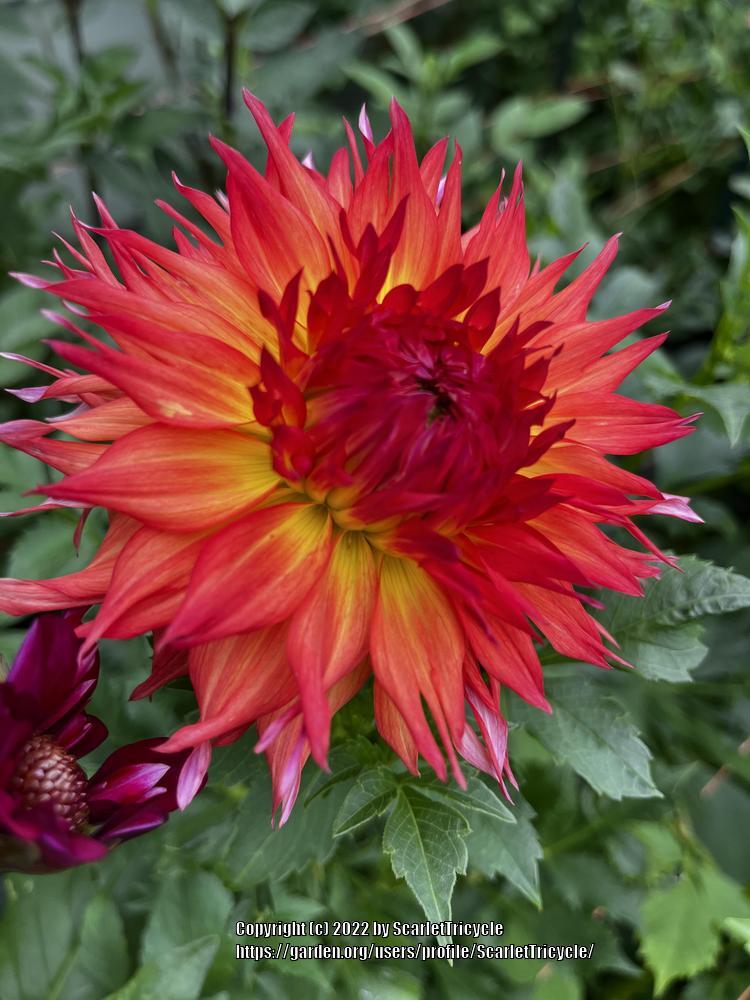 Photo of Dahlia 'Dr John E Kaiser' uploaded by ScarletTricycle